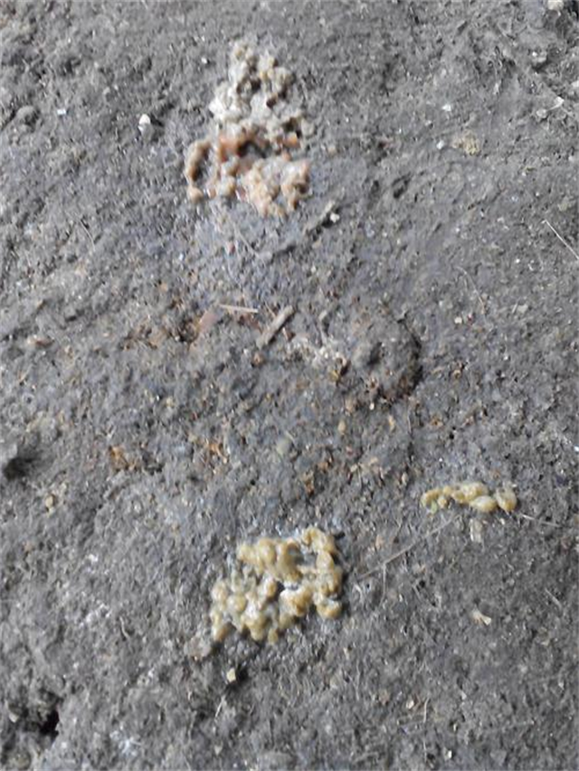 �������Ӽ�