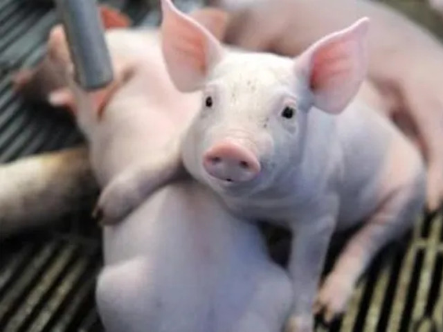 �������Ԥ����������Ӧ���ۺ���