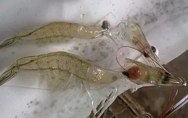 ��Ϻ�ѿ�͵��