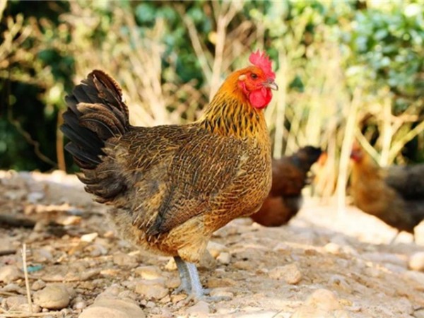 �������Ӽ�