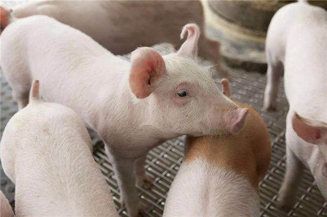 �������Ӽ�