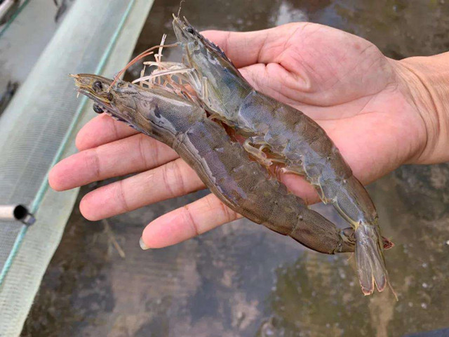 ��Ϻ��β���