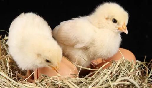 �������Ӽ�����ֳҵ�е�����