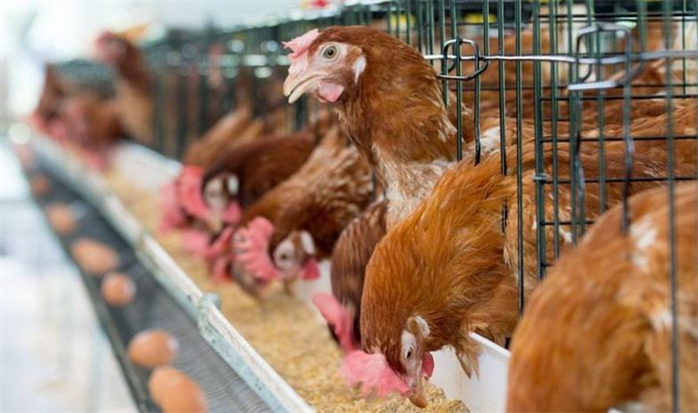 ΢��Ԫ�ضԵ���������Ӱ��