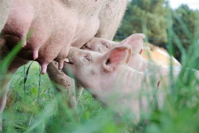 �������Ӽ�