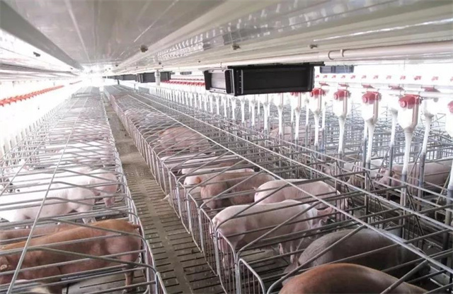 ������ֳ