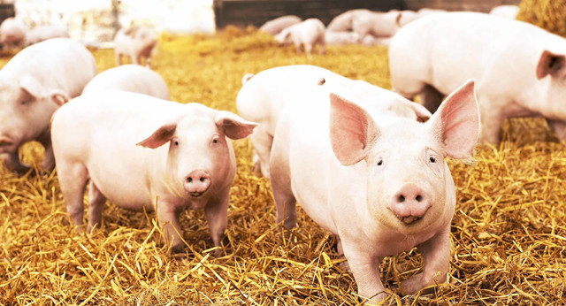 �������Ӽ�ʹ������