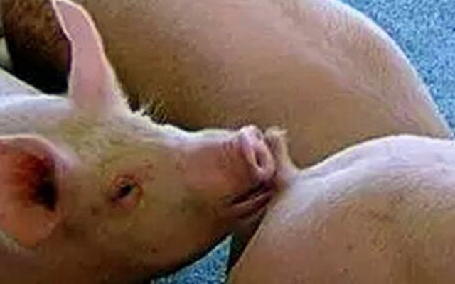 ��ҧβ��ԭ��