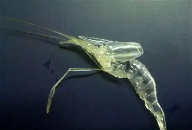 ��Ϻ����