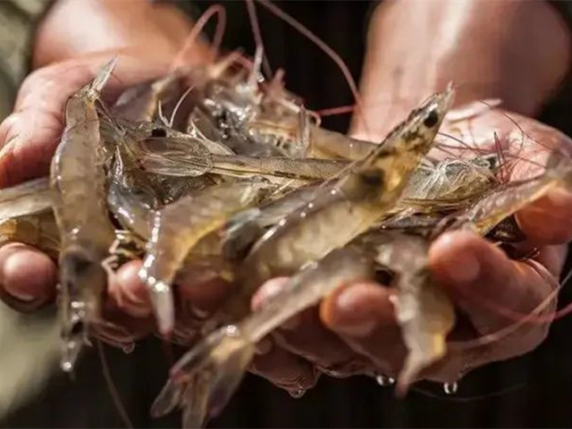 ��Ϻ����