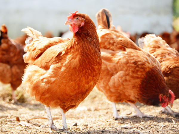 ΢��Ԫ�����ϵ���һ�������ϵ�˫�ر�������ֳ��˫����ֵЧӦ