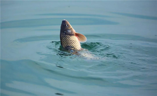 �������Ӽ�