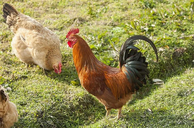 ������ֳ��Ⱦ