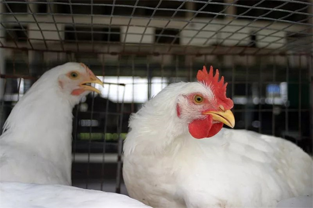 ����ҵҥ��