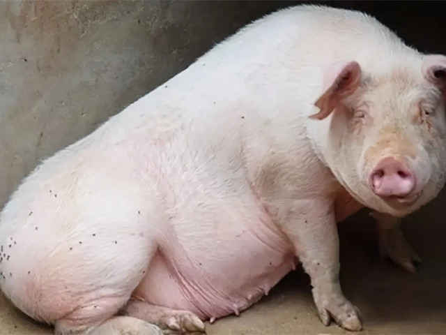 ĸ��������ô��