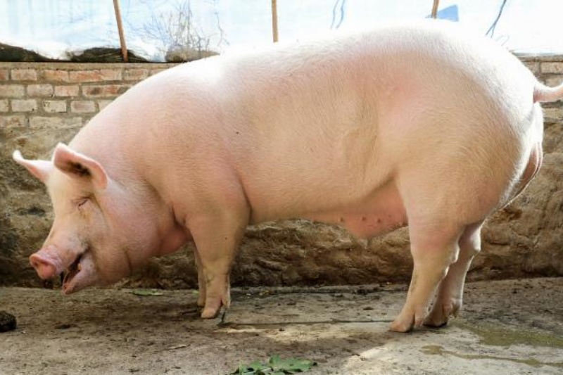 ����ĸ����ֳ