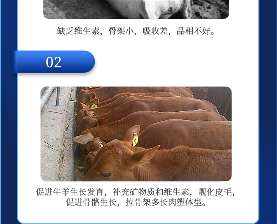 pp����ģ������������ţ���������Ӽ�ţ��Ԫ˧��Ʒ����