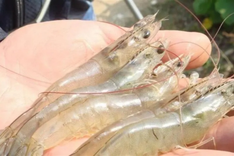 ��������Ϻ