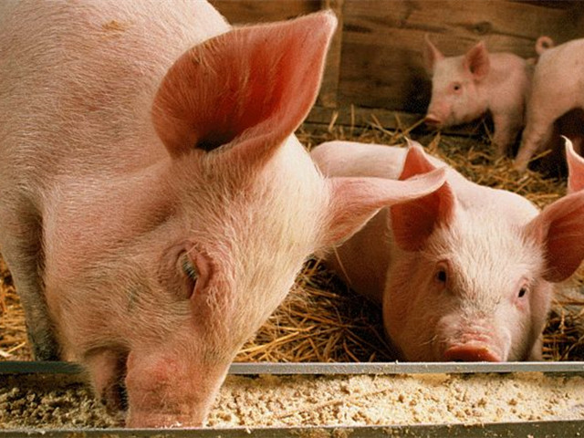 pp����ģ�����������š�����к+�������������ε�������