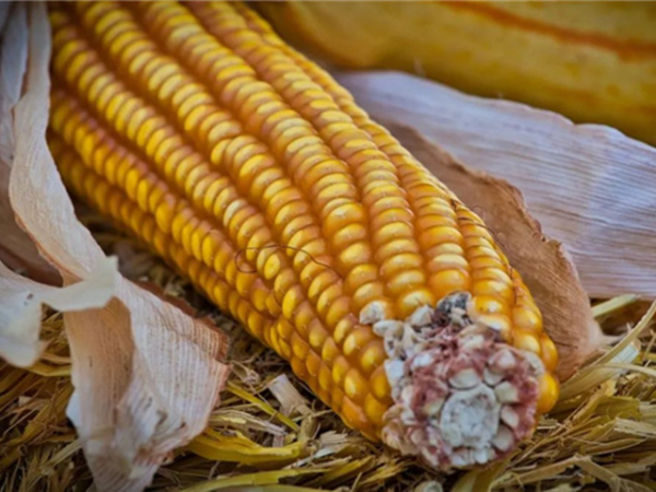 �������Ӽ�