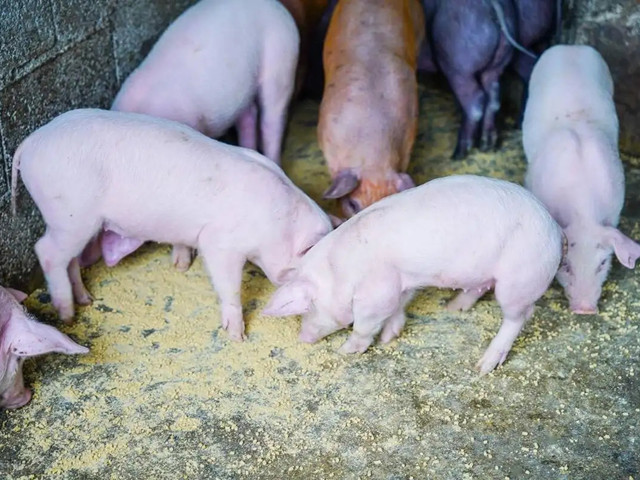 �����׶���������