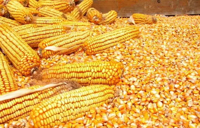 �����׶���������