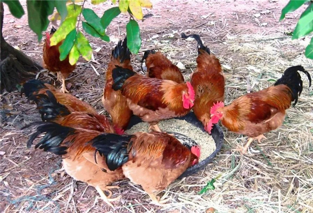 �������Ӽ�