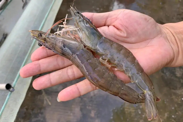 �����׶�Ϻ��ֳ