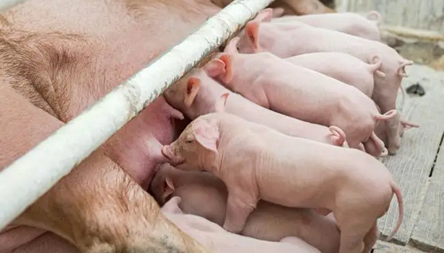 ĸ������