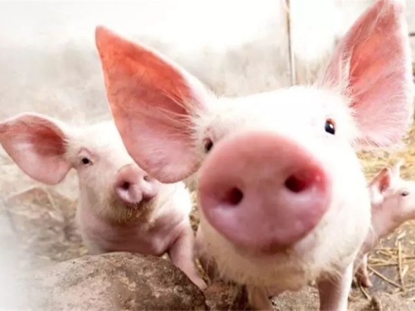 ��������п��α��������