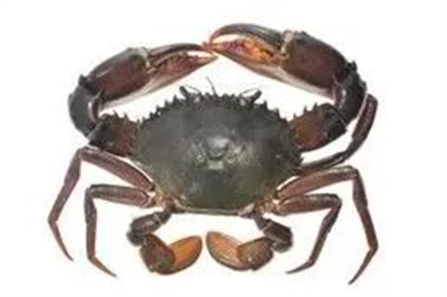 ���������������з����ǰ��ǯס�м��Zn����