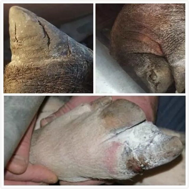 п��ĸ��������