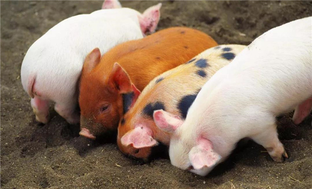 �������Ӽ�