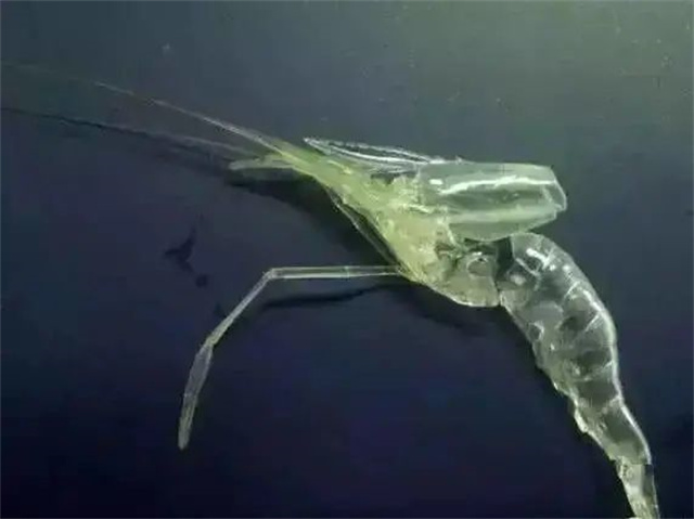 ��Ϻ����