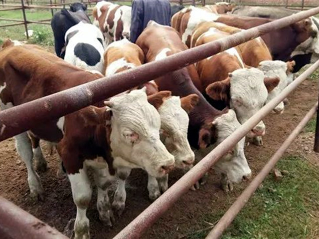 ��ţ��������ι������