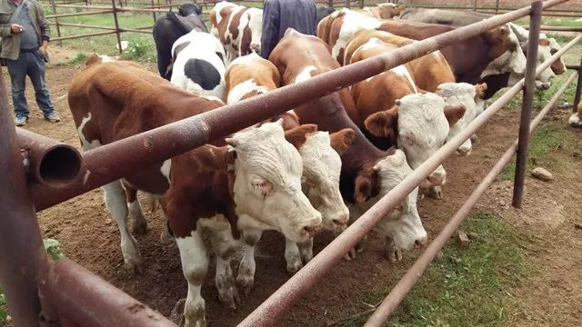 ��ţ��������ι������