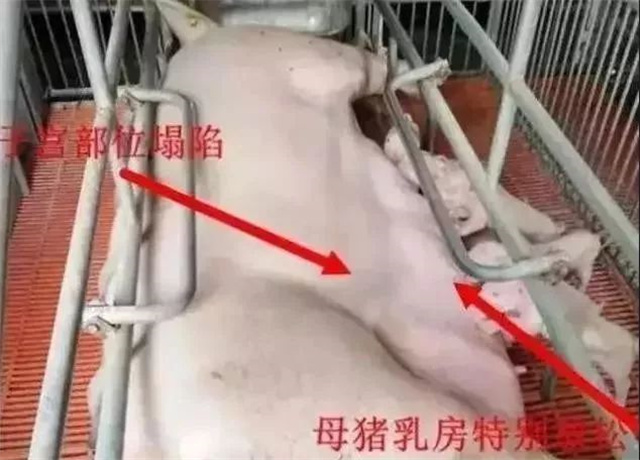 �ж�ĸ���Ƿ�����2����������