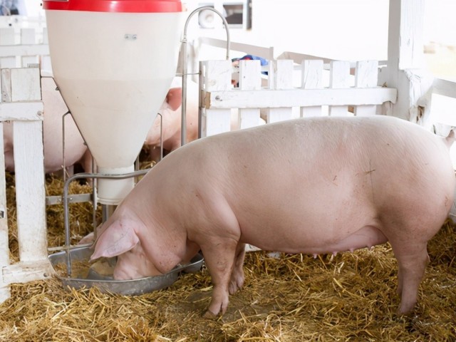 �ļ�ĸ������