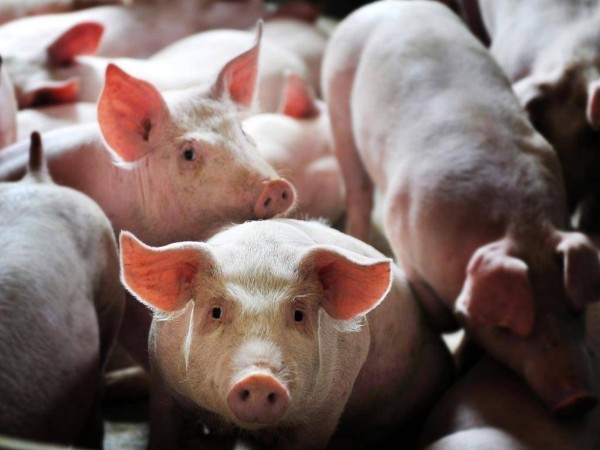 �������Ǽ�ɲ��δ�����л�����ͷ����