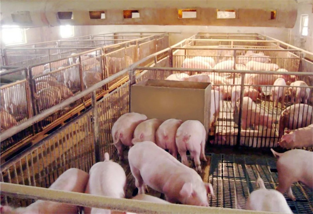 ������ֳͼ