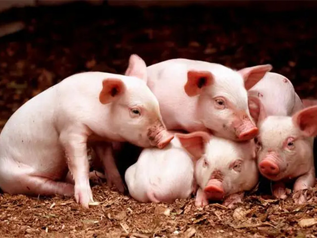 ������ֳ