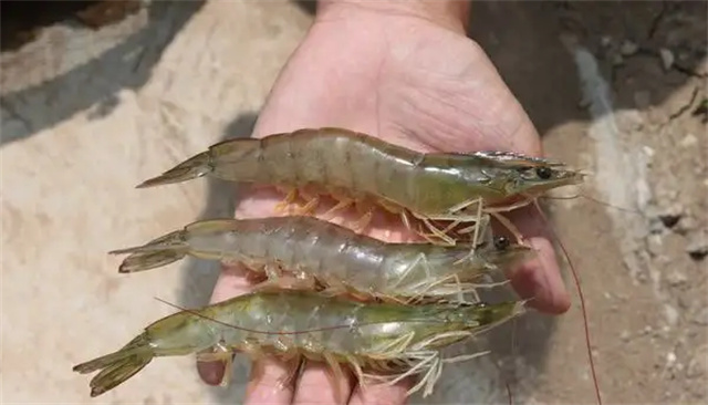 ��Ϻ�����ɿǷ��յ�